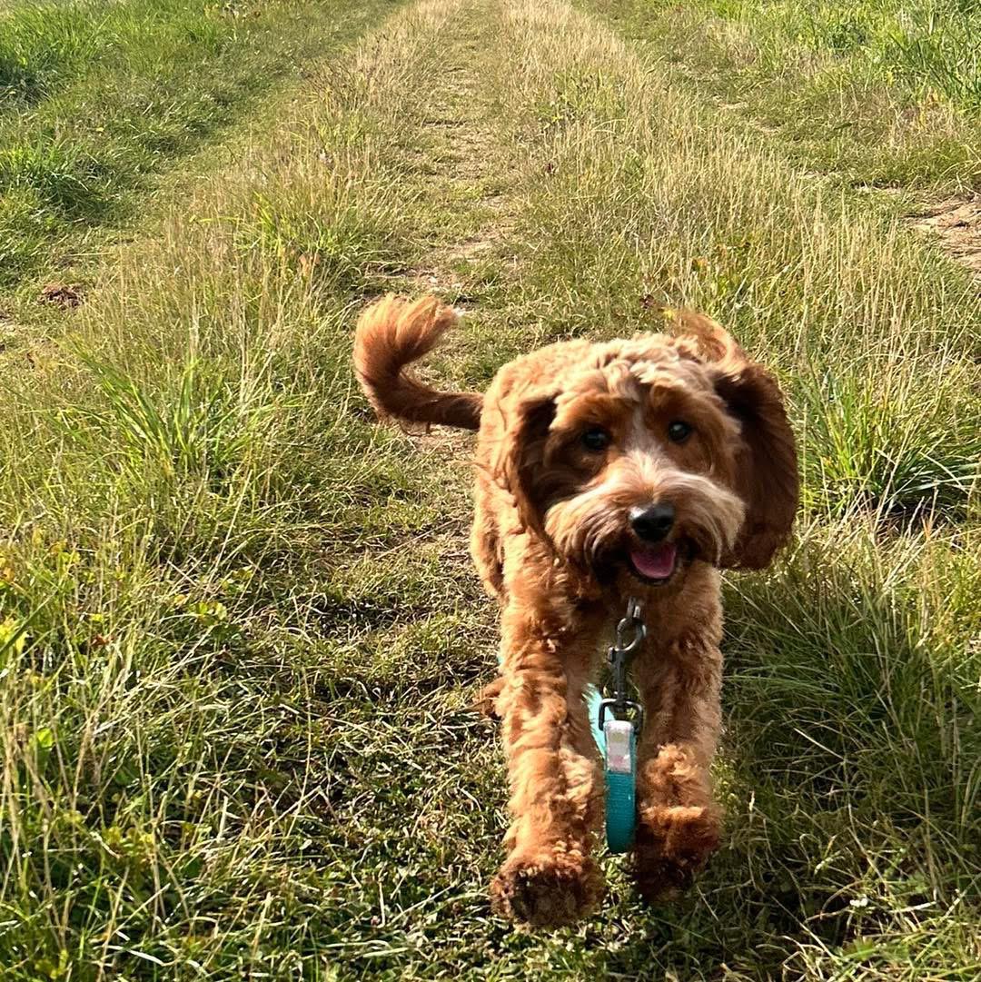Pet sitting in Dartford