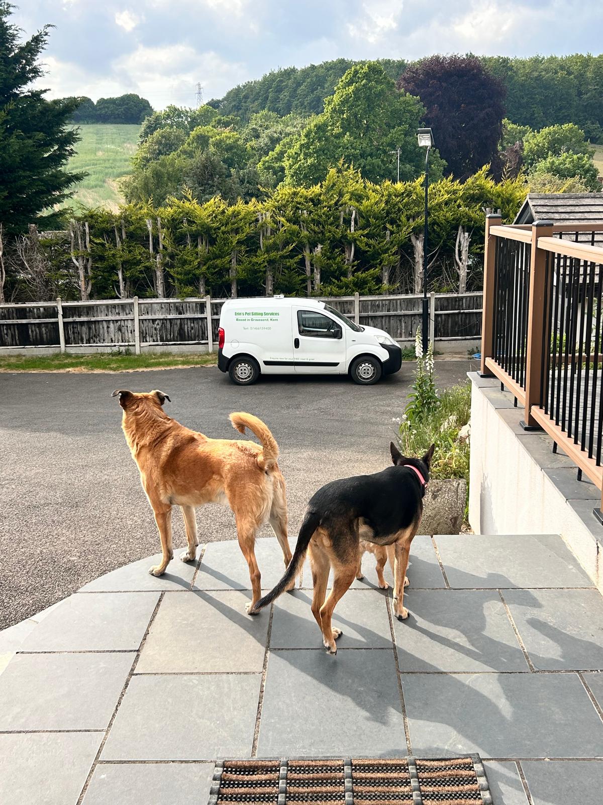 Dog care in Northfleet and Swanscombe
